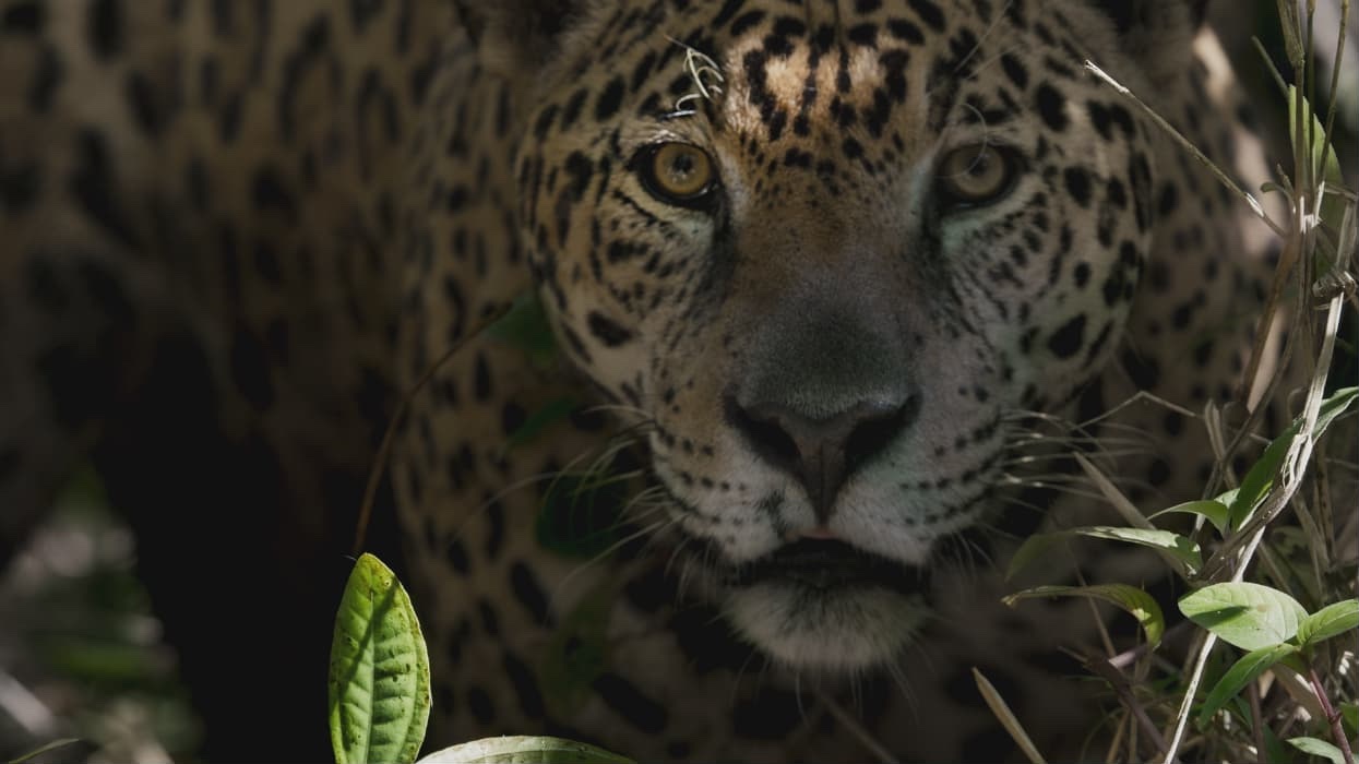 Tigre Gente - Feature Film | Virtual | Banff Centre Tigre Gente - Feature Film | Virtual | Banff Centre