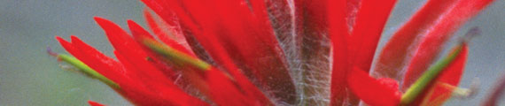 Image of an Indian paint brush Image of an Indian paint brush