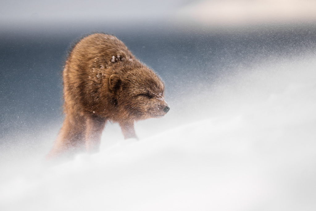 An Arctic fox stands in a powerful snowstorm, eyes closed, leaning into the freezing wind, defying the harsh Arctic elements
