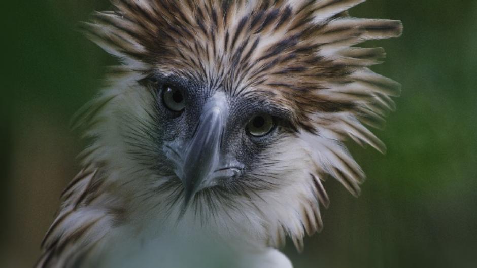 Image from the film Bird of Prey Image from the film Bird of Prey