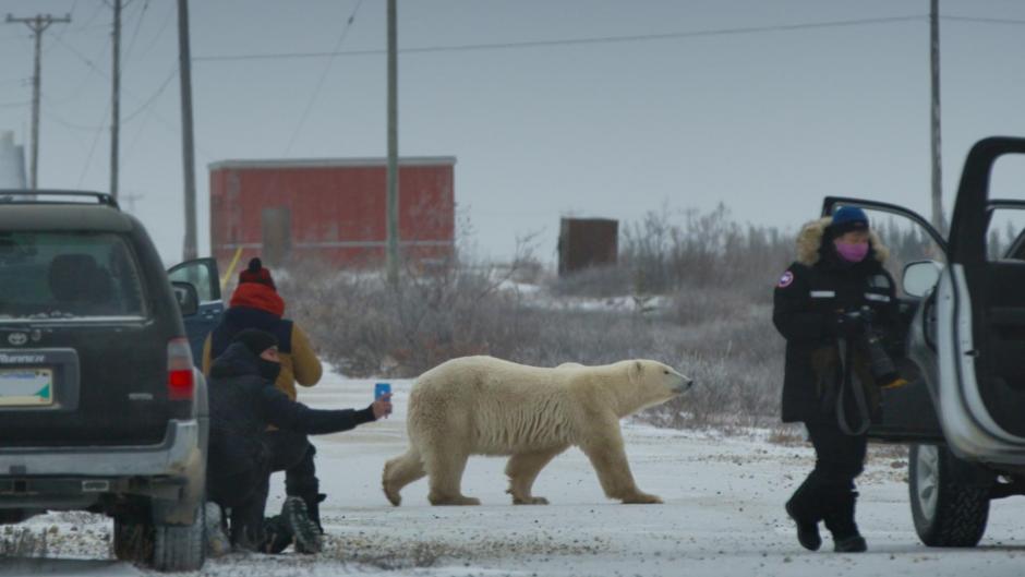 From the film Nuisance Bear