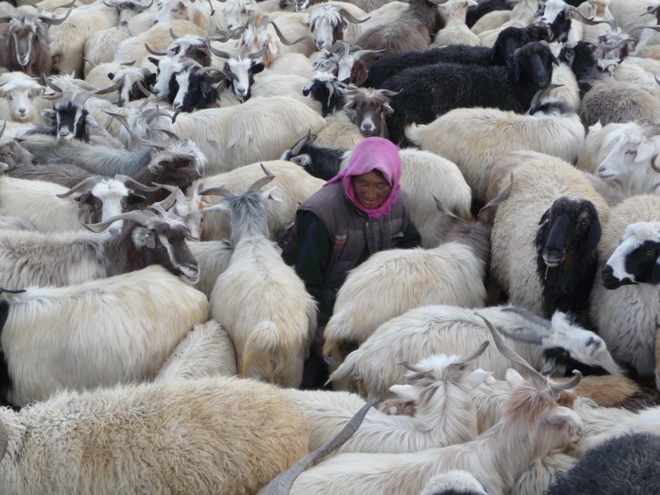 Shepherdess of the Glaciers