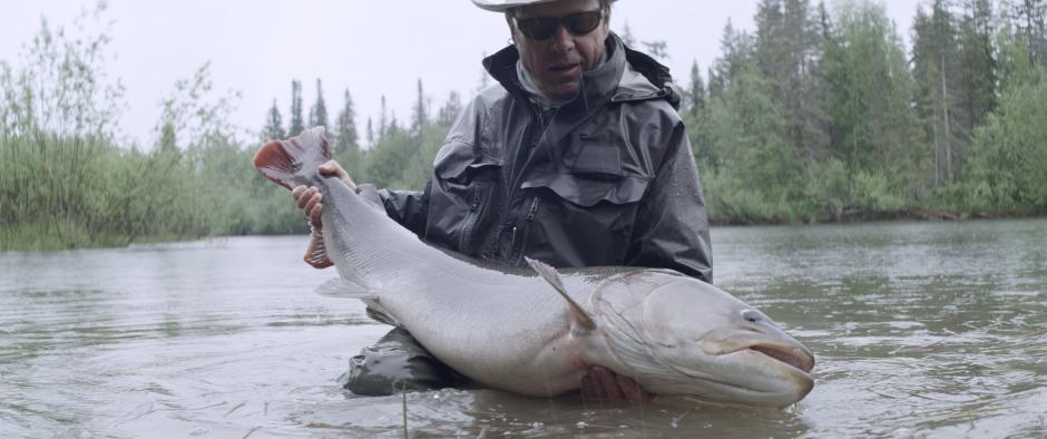 Image from the film River Tigers A fisherman is holding a giant fish while standing in the water