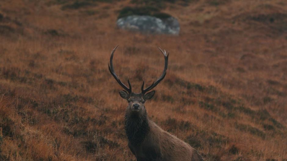 Image from the film The Cull - Scotland's Deer Dilemma