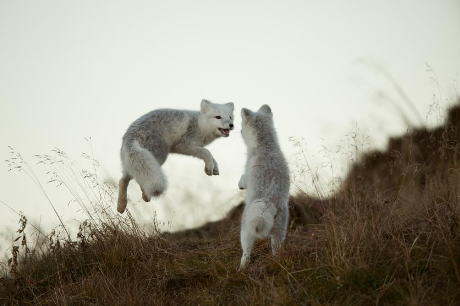 Arctic Foxes - The Bold Ones © Matthew Polvorosa Kline Two Arctic foxes play in the grass