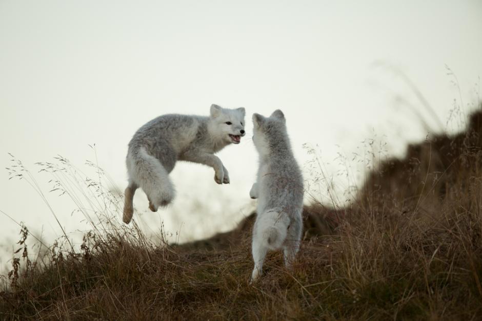 Two Arctic foxes play in the grass