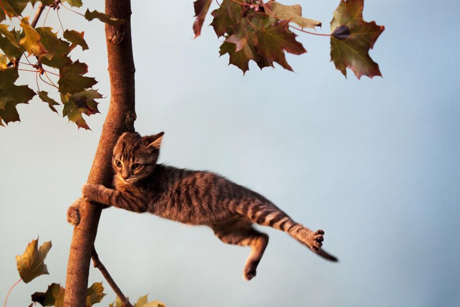 Jon Sasaki, still from "Hang In There" (2012). Courtesy the artist Jon Sasaki, still from "Hang In There" (2012). Courtesy the artist