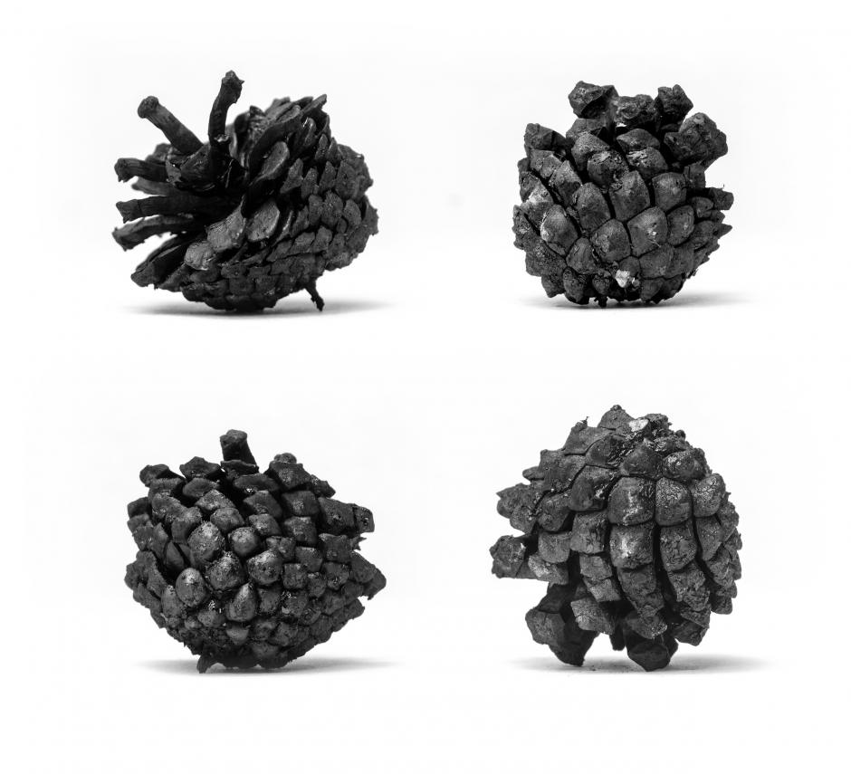 Guillermo Mena's artwork titled Four Pine Cones