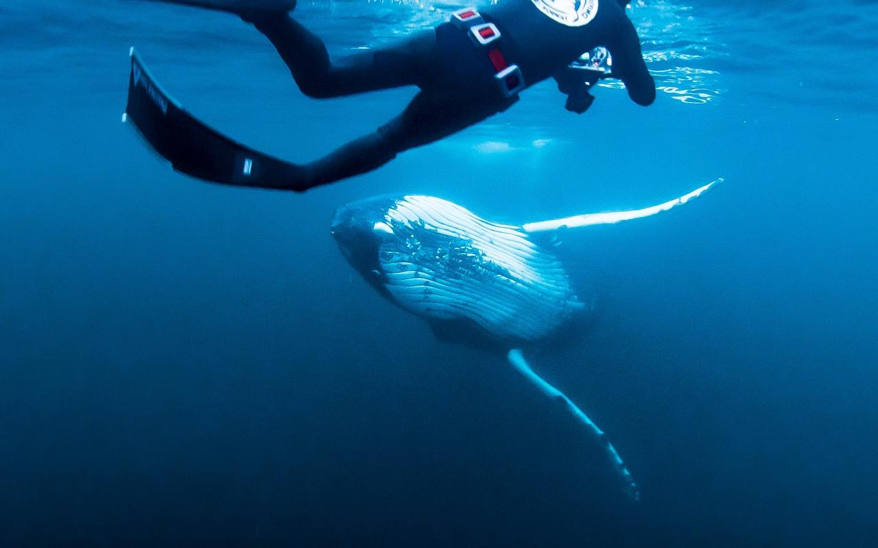 Image from the film Dedicate : Diving Free © Alex AImard