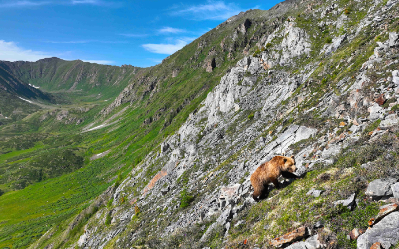From the film Mongolia, Valley of the Bears, photo by ZED
