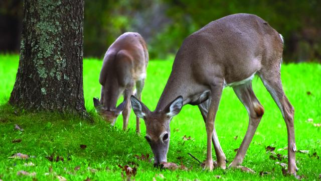 Mule deer on campus 