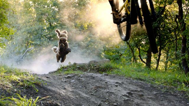 film image A Dog's Tale