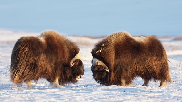 From the film The Arctic: Our Last Great Wilderness