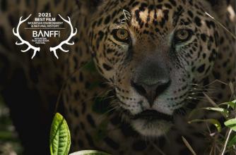 From the film Tigre Gente, Best Film Mountain Environment and Natural History, 2021 Banff Film Competition