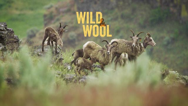 Mountain sheep