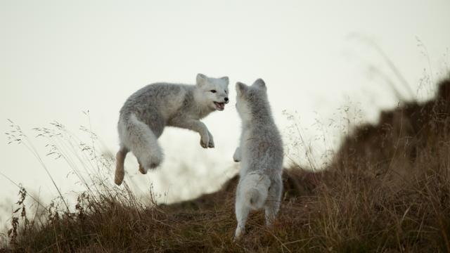 Two Arctic foxes play in the grass