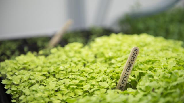 Banff Centre micro-greens