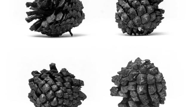 Guillermo Mena's artwork titled Four Pine Cones