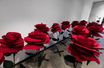 Installation view of Rita McKeoughs exhibition with red roses