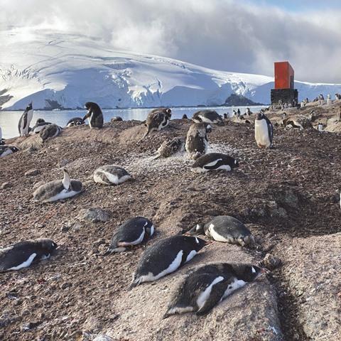 Gentoo Penguins, Antarctica. Photo by Corrie Wedel.