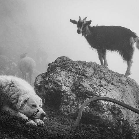  2020 Banff Mountain Photo Essay Competition Special Jury Mention, The Last Shepherd, Mauro Cironi