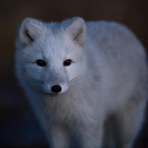 Arctic fox with black background