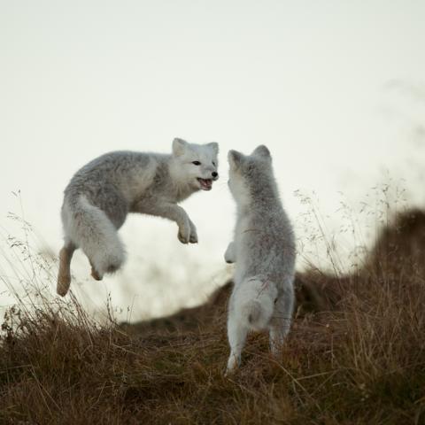 Two Arctic foxes play in the grass