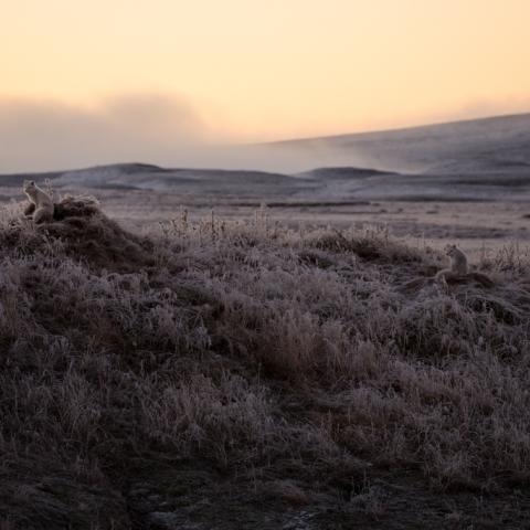 2 Arctic fox pups sit on rocks amongst Arctic tundra