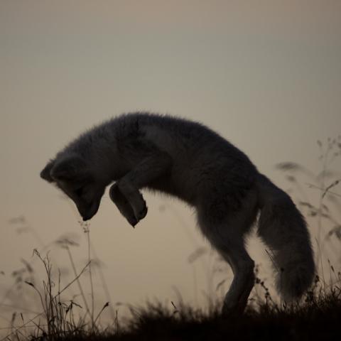 Arctic fox pup pounces in grass