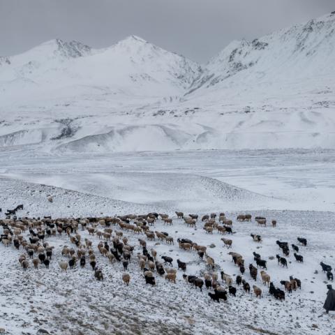 Kyrgyz man herding his flock of goats