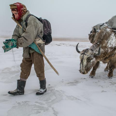 Local Kyrgyz man with yak