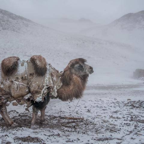 A Bactrian camel stoically braves a snowstorm at a Kyrgyz winter camp © Beth Wald