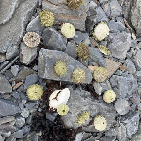 Sea urchin shells © Katie Wind