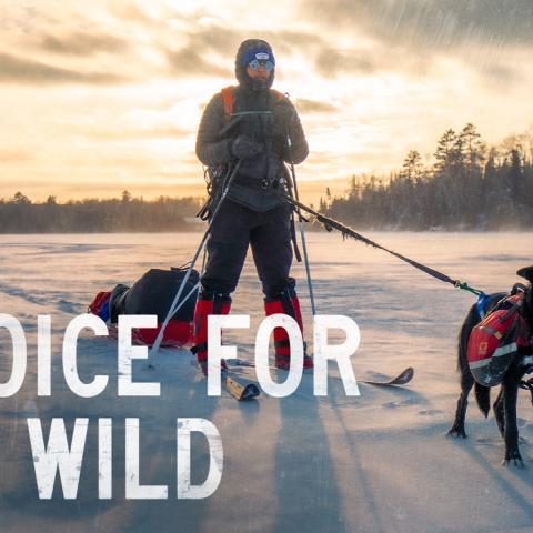 A Voice for the Wild